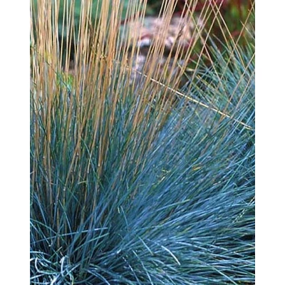 Andropogon scoparius 'Prairie Blues' – Fenyérfű