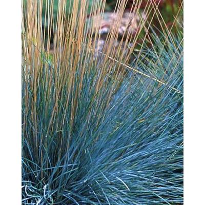 Andropogon scoparius 'Prairie Blues' – Fenyérfű