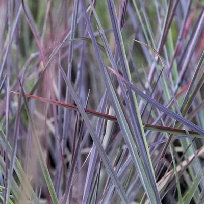 Andropogon scoparius 'Smoke Signal'® – Fenyérfű