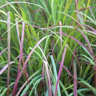 Andropogon scoparius 'Twilight Zone'® – Fenyérfű