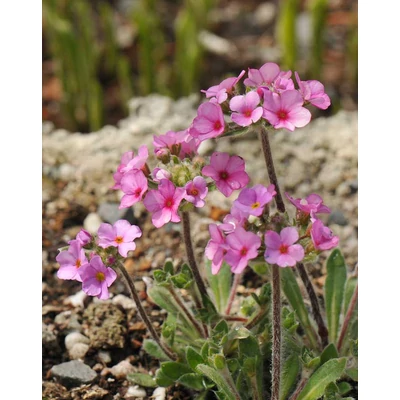 Androsace primuloides – Nagyvirágú gombafű