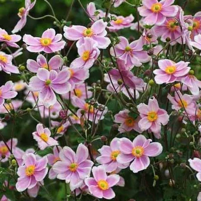 Anemone hupehensis 'Rose Shades' – Őszi szellőrózsa, kínai szellőrózsa