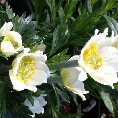 Anemone multifida 'Major' – Szeldelt levelű szellőrózsa