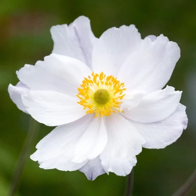 Anemone 'Dreaming Swan' – Szellőrózsa