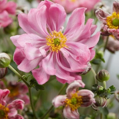 Anemone 'Fantasy Belle'® – Szellőrózsa
