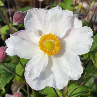 Anemone 'Fantasy Elsa'® – Szellőrózsa