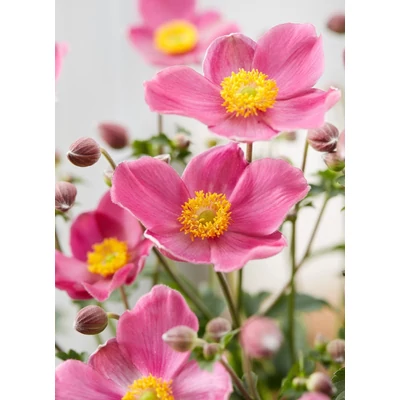 Anemone x hybrida Fantasy™ 'Jasmine' – Szellőrózsa