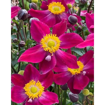 Anemone x hybrida Fantasy™ 'Ariel' – Szellőrózsa