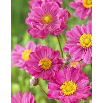 Anemone x hybrida 'Margarete' – Hibrid szellőrózsa