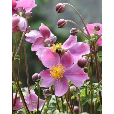 Anemone hupehensis – Őszi szellőrózsa