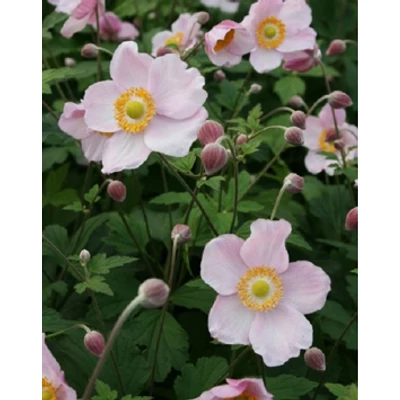 Anemone hupehensis 'Ouvertüre' – Őszi szellőrózsa; kínai szellőrózsa