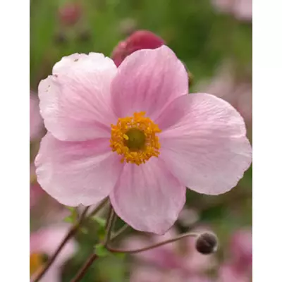 Anemone hupehensis 'Pink Saucer' - Szellőrózsa (halvány rózsaszín)