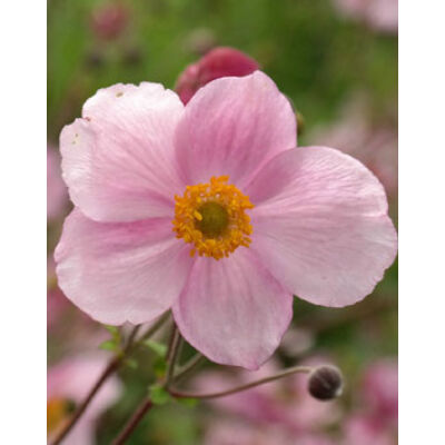 Anemone hupehensis 'Pink Saucer' - Szellőrózsa (halvány rózsaszín)
