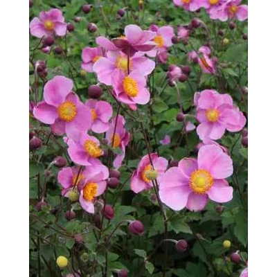 Anemone hupehensis 'Praecox' – Őszi szellőrózsa, kínai szellőrózsa