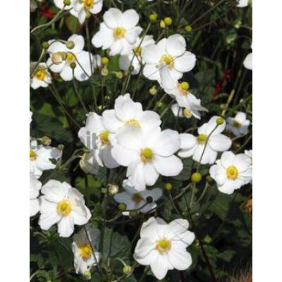 Anemone × hybrida 'Honorine Jobert' - Fehér szellőrózsa