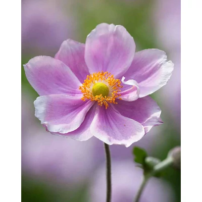 Anemone x hybrida 'Lorelei' – Hibrid szellőrózsa