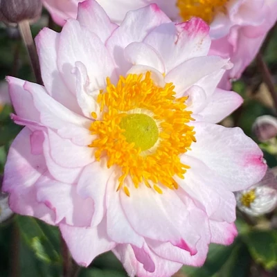 Anemone x hybrida 'Royal Candy' – Hibrid szellőrózsa