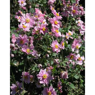 Anemone x hybrida 'Serenade' - Szellőrózsa