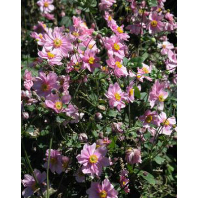 Anemone × hybrida 'Serenade' - Hibrid rózsaszín szellőrózsa