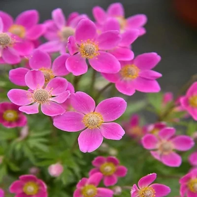 Anemone x lesseri 'Spring Beauty Pink' – Szellőrózsa