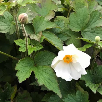 Anemone 'Little White Princess' - Erdei szellőrózsa