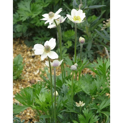 Anemone multifida 'Annabella White' - Szeldelt levelű szellőrózsa