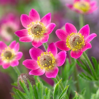 Anemone multifida 'Rubra' – Szeldelt levelű szellőrózsa