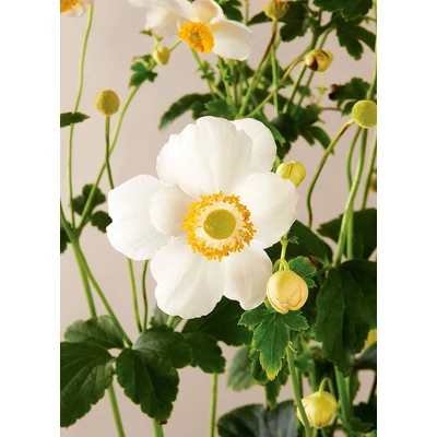 Anemone 'Pretty Lady Maria' - Szellőrózsa