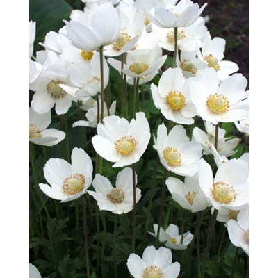 Anemone sylvestris 'Madonna' - Hibrid fehér szellőrózsa