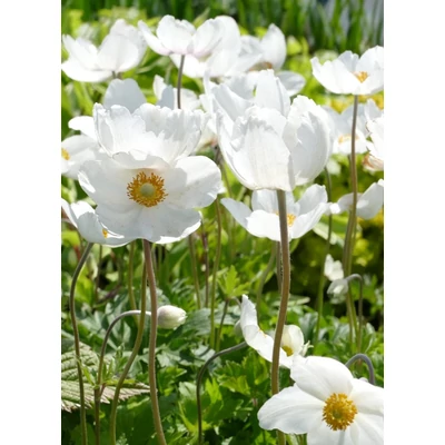 Anemone sylvestris 'Snow White' - Erdei szellőrózsa