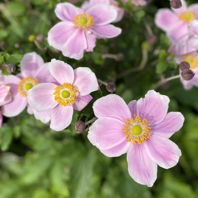 Anemone tomentosa 'Royal Blush'® – Szellőrózsa