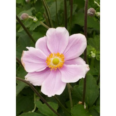 Anemone x hybrida 'Mont-rose' – Hibrid szellőrózsa