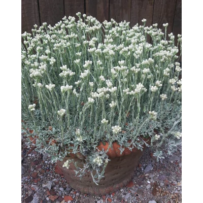 Antennaria dioica 'Alba' – Parlagi macskatalp