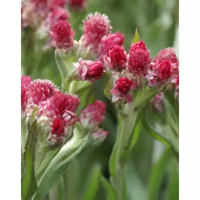 Antennaria dioica 'Rotes Wunder' - Parlagi macskatalp