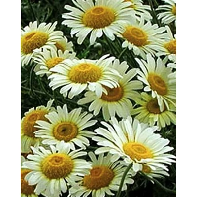 Anthemis tinctoria 'Lemon Ice' – Festő pipitér