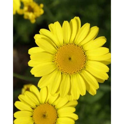 Anthemis tinctoria 'Eva' – Festő pipitér