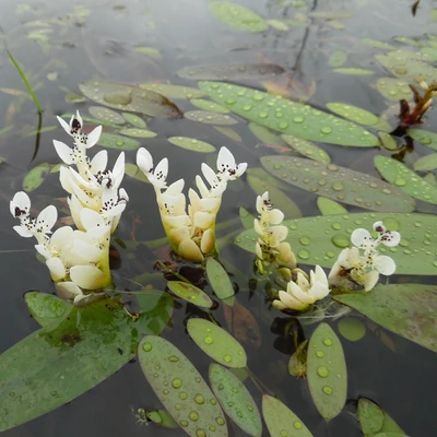 Aponogeton distachyos - Kétsoros vízifüzér