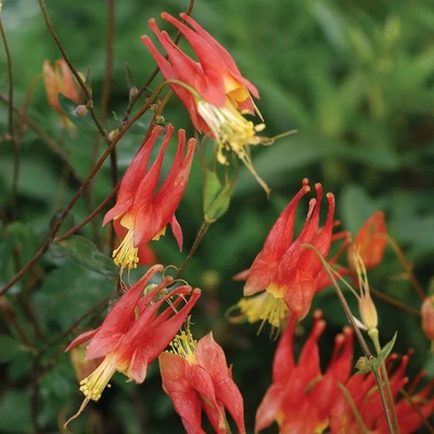 Aquilegia canadensis 'Little Lanterns' – Kanadai harangláb