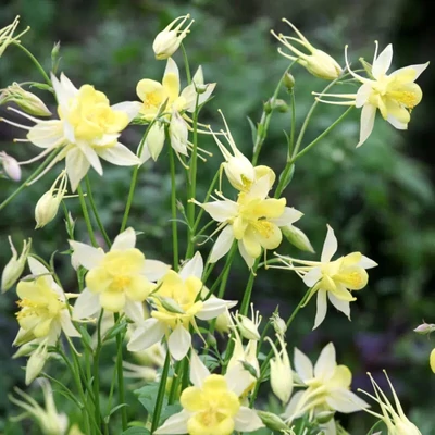 Aquilegia chrysantha 'Yellow Queen' – Arany harangláb
