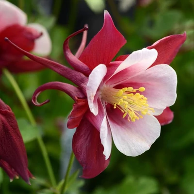 Aquilegia Earlybird 'Red White' – Harangláb