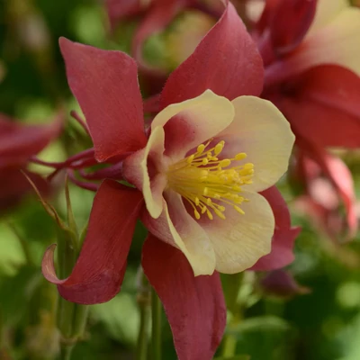 Aquilegia Earlybird 'Red Yellow' – Harangláb
