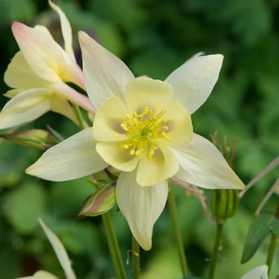 Aquilegia Earlybird 'Yellow' – Harangláb