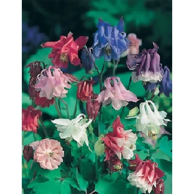 Aquilegia 'Biedermeier' - Harangláb színkeverék