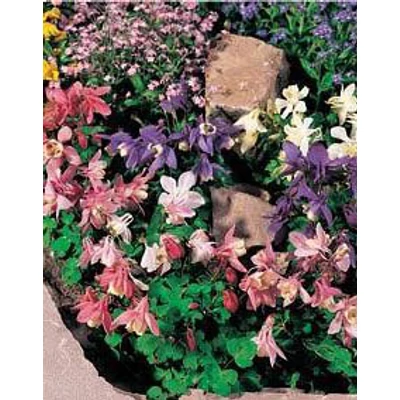 Aquilegia flabellata 'Cameo Mix' – Japán harangláb (színkeverék)