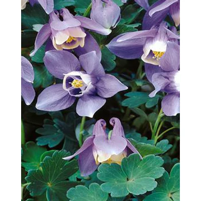 Aquilegia flabellata 'Ministar' - Japán harangláb (kék-fehér mini)