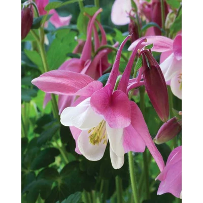 Aquilegia 'Spring Magic Rose and White' – Harangláb (rózsaszín-fehér)