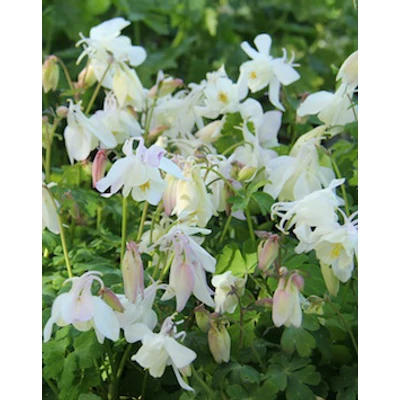 Aquilegia 'Spring Magic White' - Harangláb