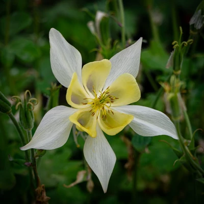 Aquilegia 'Spring Magic Yellow' - Harangláb (vajsárga)