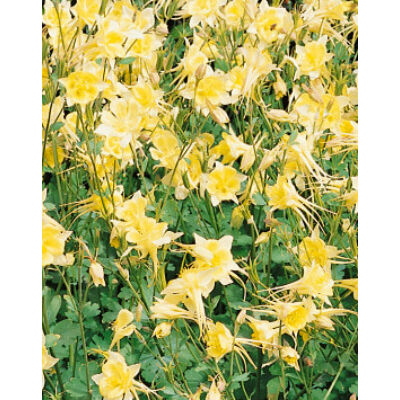 Aquilegia 'Spring Magic Yellow' - Harangláb (vajsárga)