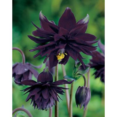 Aquilegia vulgaris 'Black Barlow' – Harangláb